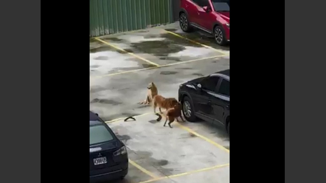 網友看到1隻狗狂咬、2隻狗把風,雖然替車主心疼但也笑說狗狗真專業。圖/翻攝爆廢公社臉書