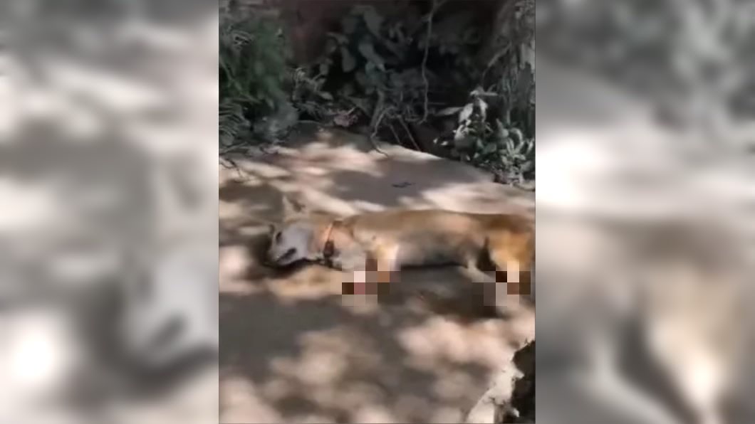 狗狗經過高溫曝曬慘死在路旁。圖/翻攝自微博