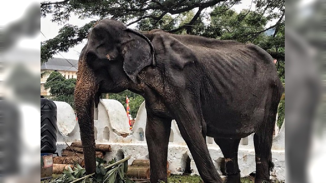 母象年歲已高,骨瘦如材。圖/翻攝自SaveElephantFoundation臉書