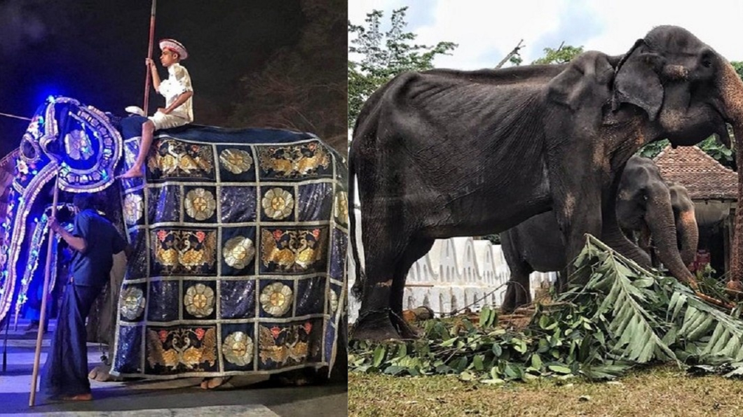 母象華服下使虛弱的身軀,令人鼻酸。圖/翻攝自SaveElephantFoundation臉書
