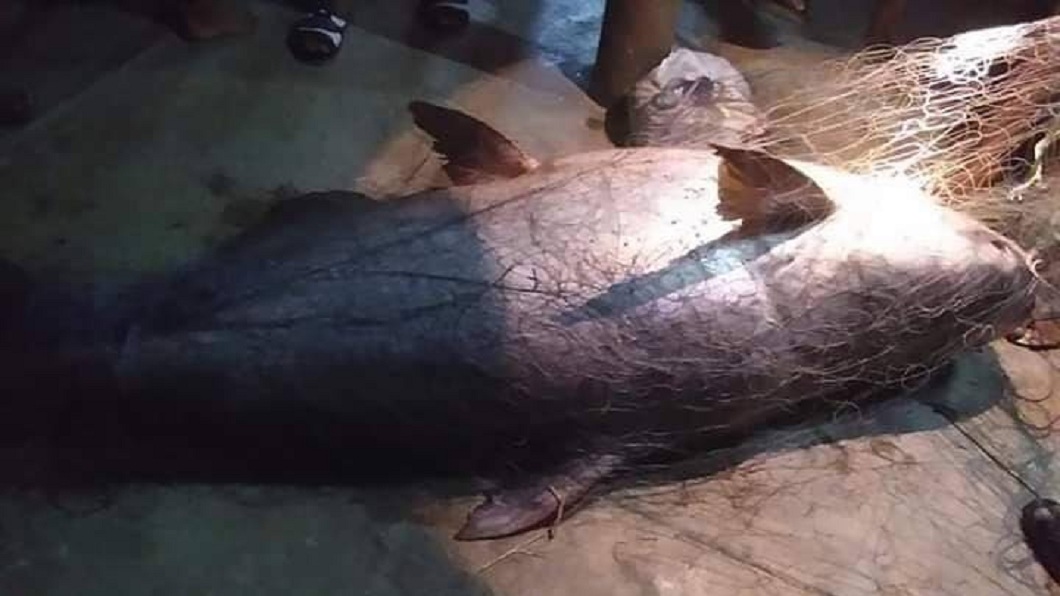 泰國一處村落居民，日前在當地的河中捕獲一條巨型鯰魚。(圖／翻攝自臉書)