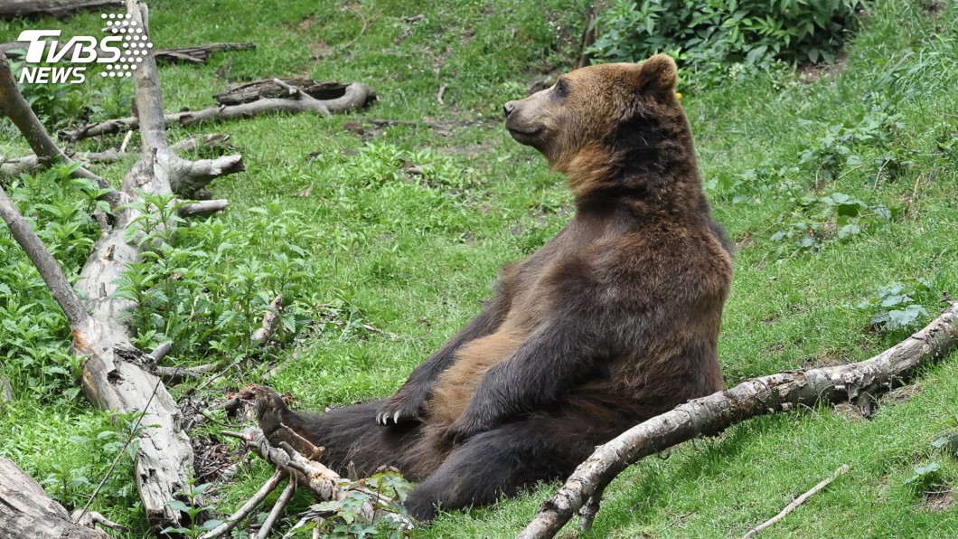 時常傳出野外棕熊攻擊人類的事件。(示意圖／TVBS)
