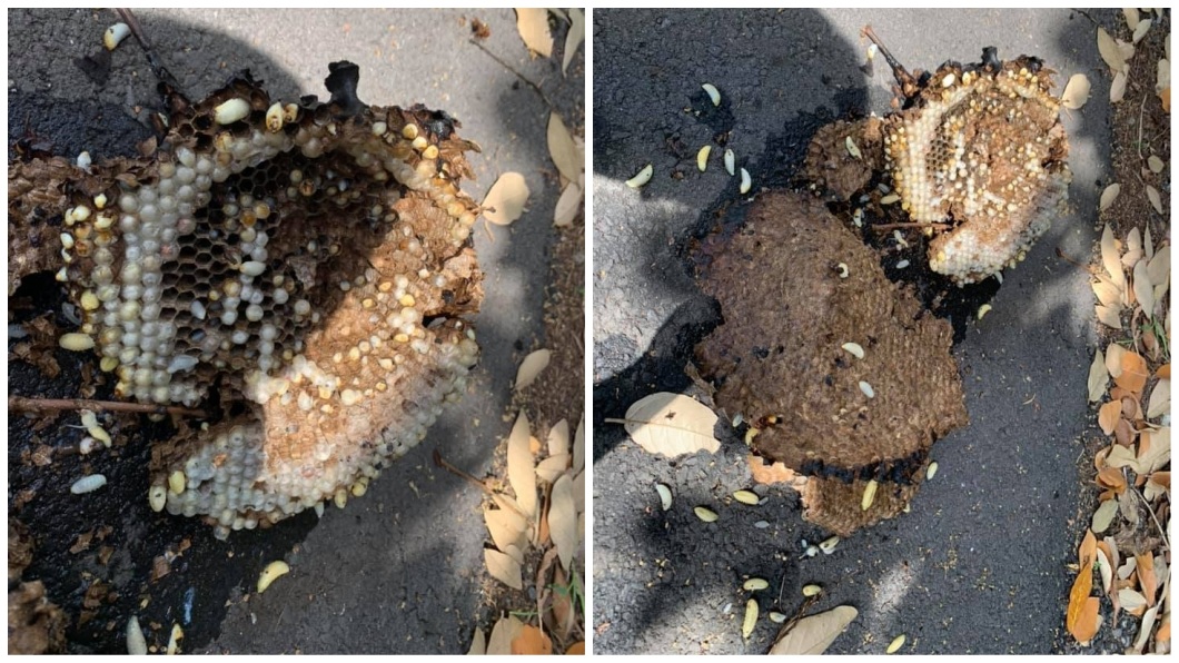 消防隊員將現場虎頭蜂窩進行處理。(圖/翻攝自「線西風之鄉」臉書粉絲團)