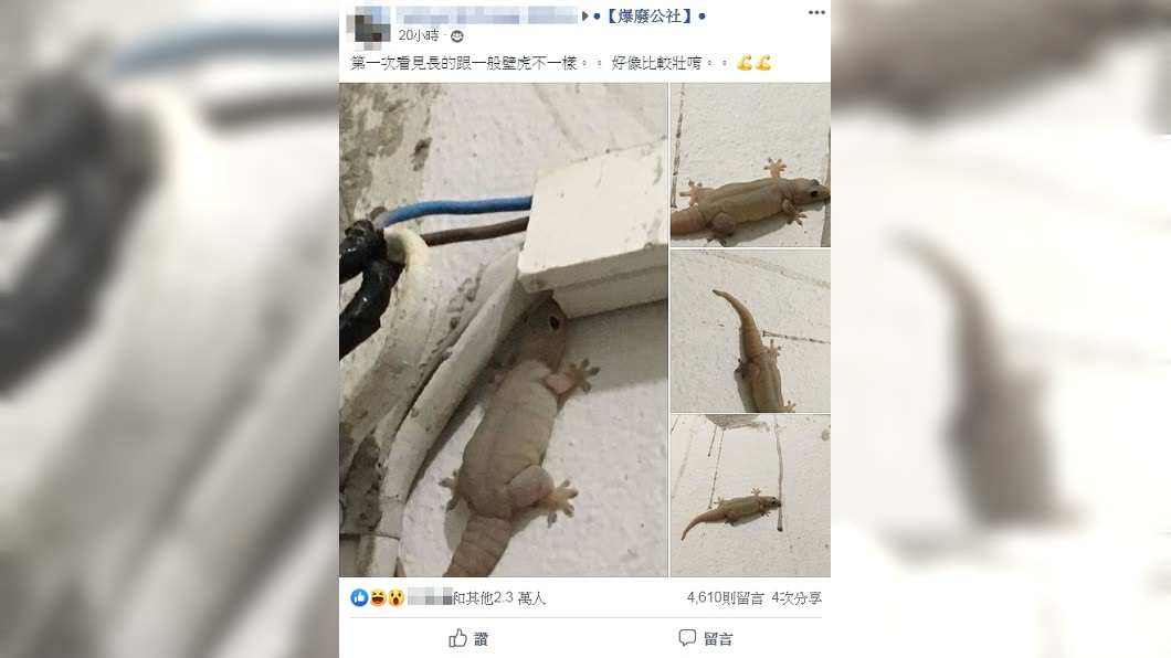 圖/翻攝自臉書社團「爆廢公社」