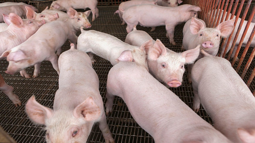 示意圖／TVBS 非洲豬瘟疫情衝擊　越南豬肉價格創10年新高