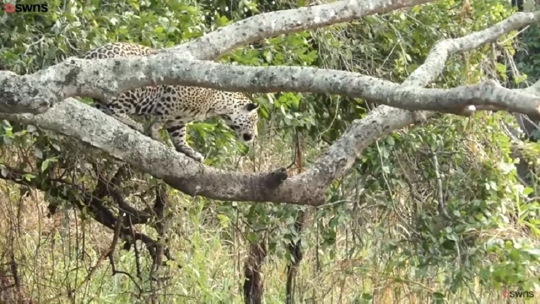 野生動物攝影師捕捉到美洲豹正在盯著獵物。(圖／翻攝自YouTube)