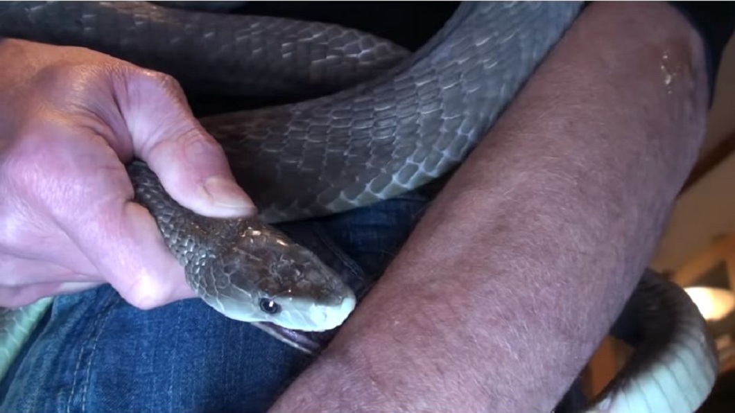 美國1名男子拿自己的身體當實驗，讓毒蛇咬自己藉此找出萬能血清。(圖／翻攝自YouTube) 