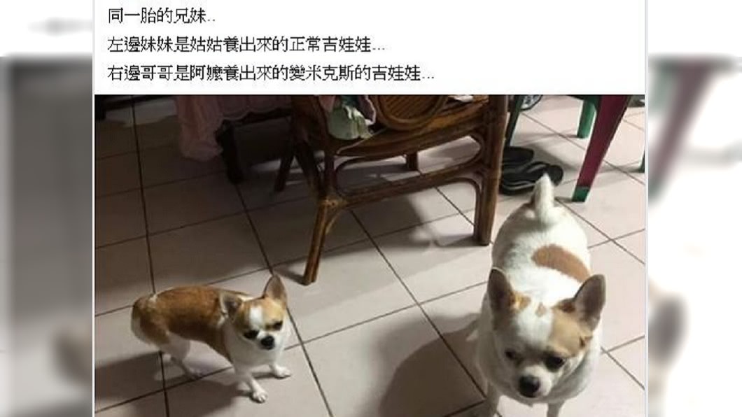 網友分享,哥哥是給阿嬤養,難怪體型超級龐大。(圖/翻攝自爆廢公社)