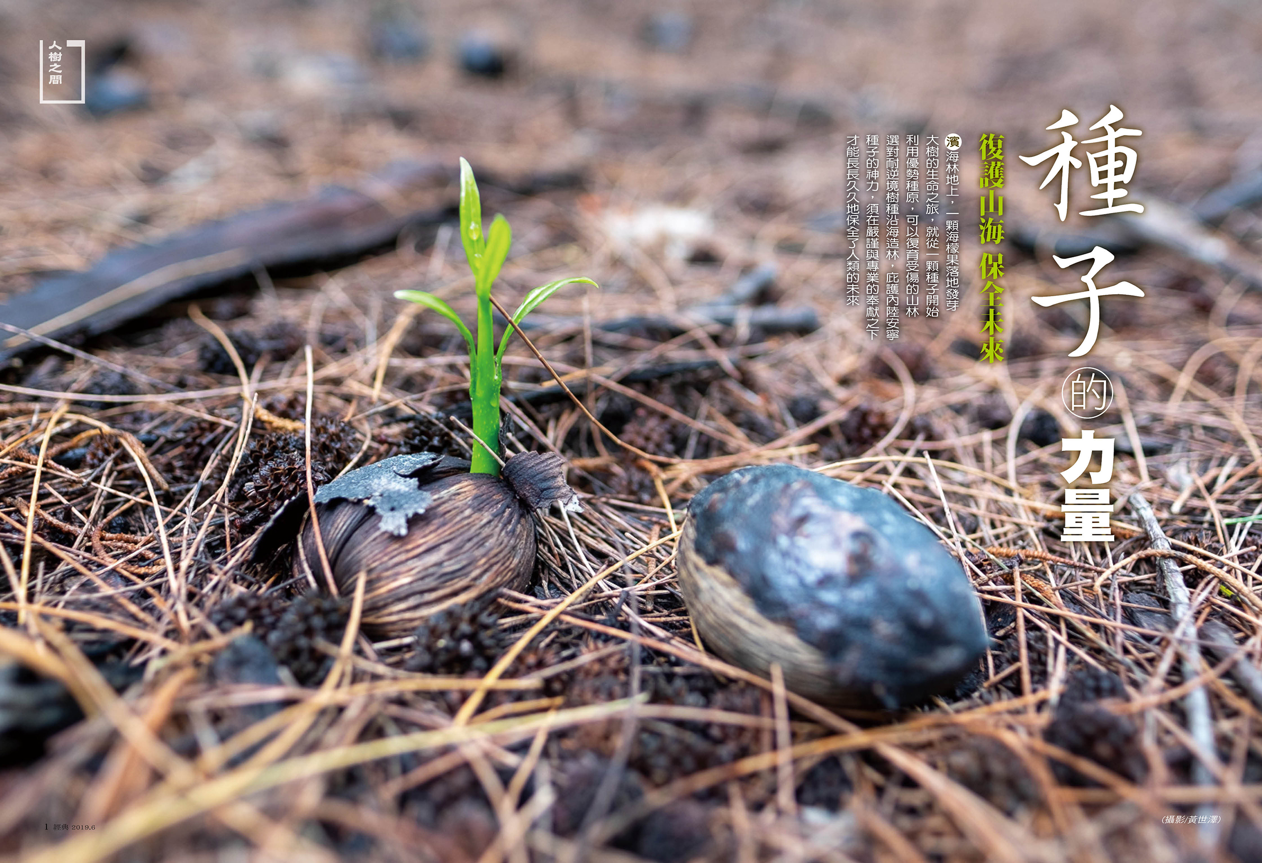 《「人樹之間」專題報導——百年森林史的下一頁：重啟台灣國產材，種子的力量： 復護山海 保全未來》