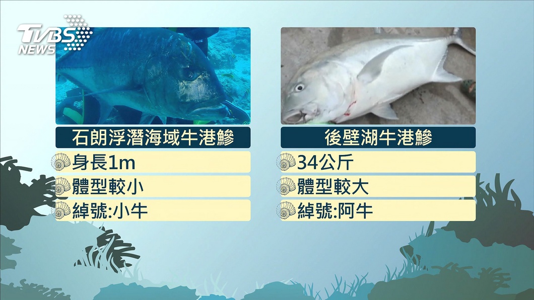 圖/TVBS 不怕生!綠島出現牛港鰺 浮潛遊客驚喜