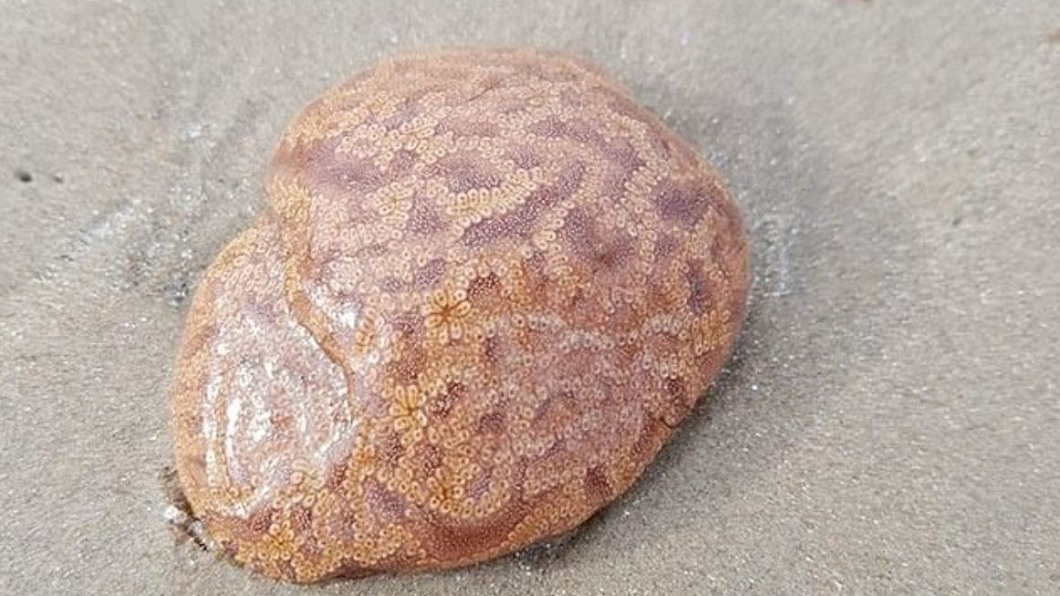 這種神似人類大腦的不明生物名叫海鞘，日前出現在澳洲海灘上。(圖／翻攝自翻攝自Field Naturalists of Tasmania臉書社團)