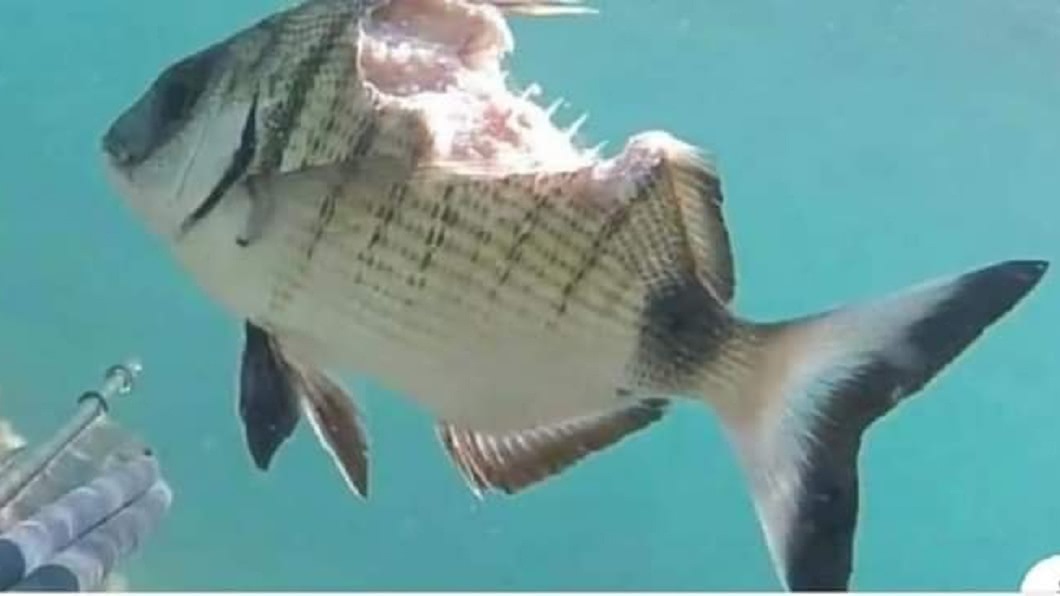 這條魚的上半身被咬掉一大塊，沒想到竟然還能活著。(圖／翻攝自爆廢公社二館)