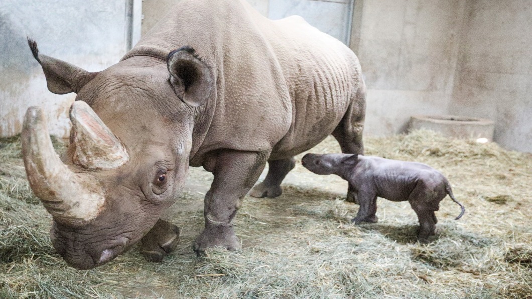 圖/翻攝自 Potter Park Zoo Facebook專頁 盼新生!拚復育白犀胚胎 全球保育努力