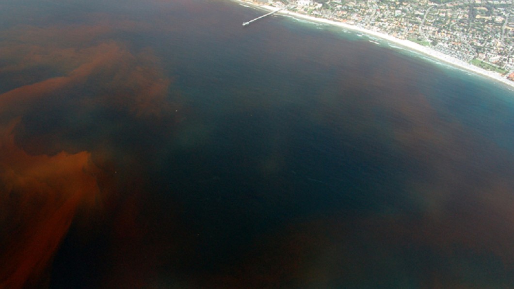 美國加州外海的赤潮。(圖／翻攝自維基百科) 海面一片血紅…墨西哥「292隻海龜」集體亡　原因曝光