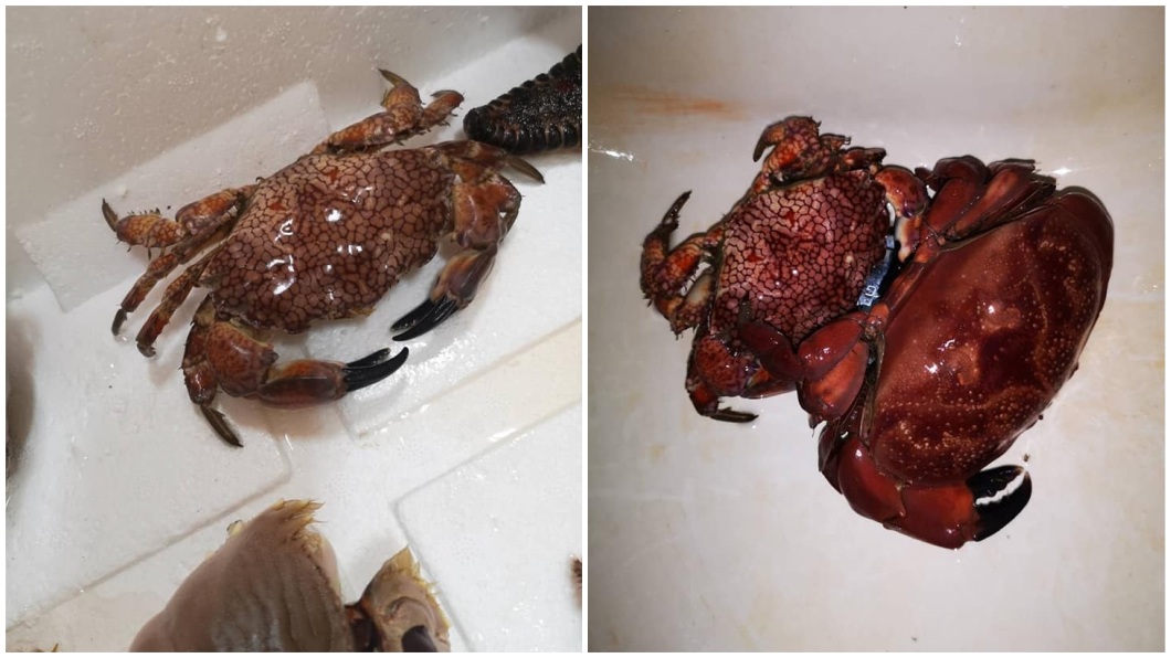 有網友去野柳旁邊的魚市場買螃蟹，沒想到其中2隻具有毒性。(圖／翻攝自爆廢公社)