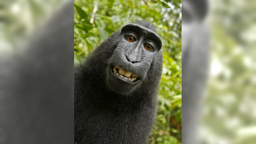 猴子自拍照 (圖／翻攝自危機共享資源)