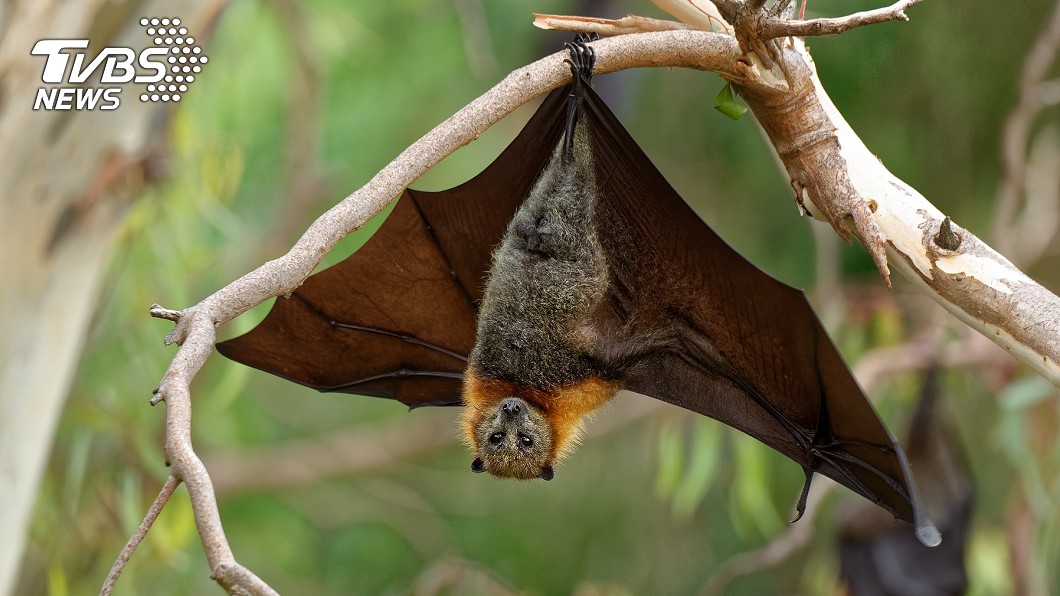 研究顯示，新冠肺炎的傳染源可能來自蝙蝠。(圖／TVBS)