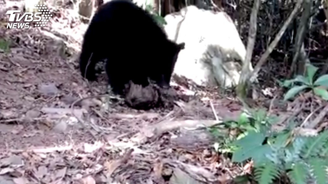 廣原小熊姆拉斯學習捕食。（圖/台東林管處）