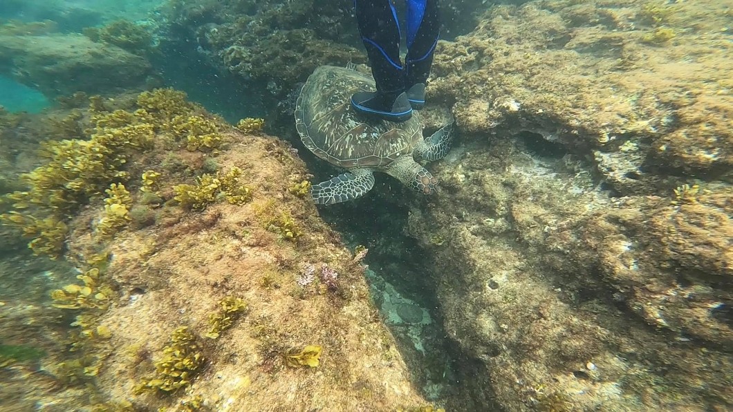 有網友拍下遊客雙腳踩海龜的畫面。（圖／翻攝自臉書社團「爆料公社」）