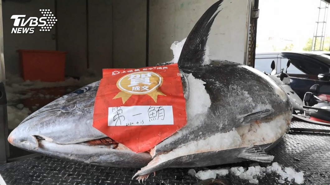昔黑鮪魚價格能喊到1萬元成交，今每公斤價格爆跌至140元。（圖／TVBS資料畫面）