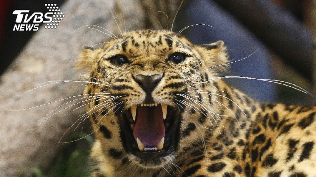 豹是一種極具攻擊力的超凶猛動物。(TVBS資料示意圖)