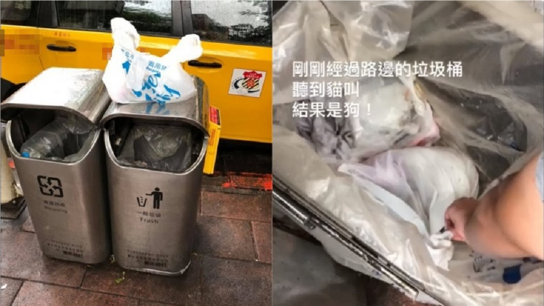 有網友在路邊垃圾桶找到被「綁死結打包」丟棄的貴賓狗。(圖／翻攝自「爆怨公社」) 她路邊垃圾桶聽見哀鳴　竟是活狗裝進打死結垃圾袋