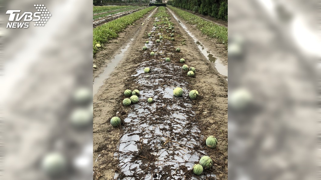 苗栗縣公館紅棗、卓蘭葡萄，以及沿海鄉鎮種植的西瓜與香瓜，因受到天候影響，農損達25%。（圖／中央社）