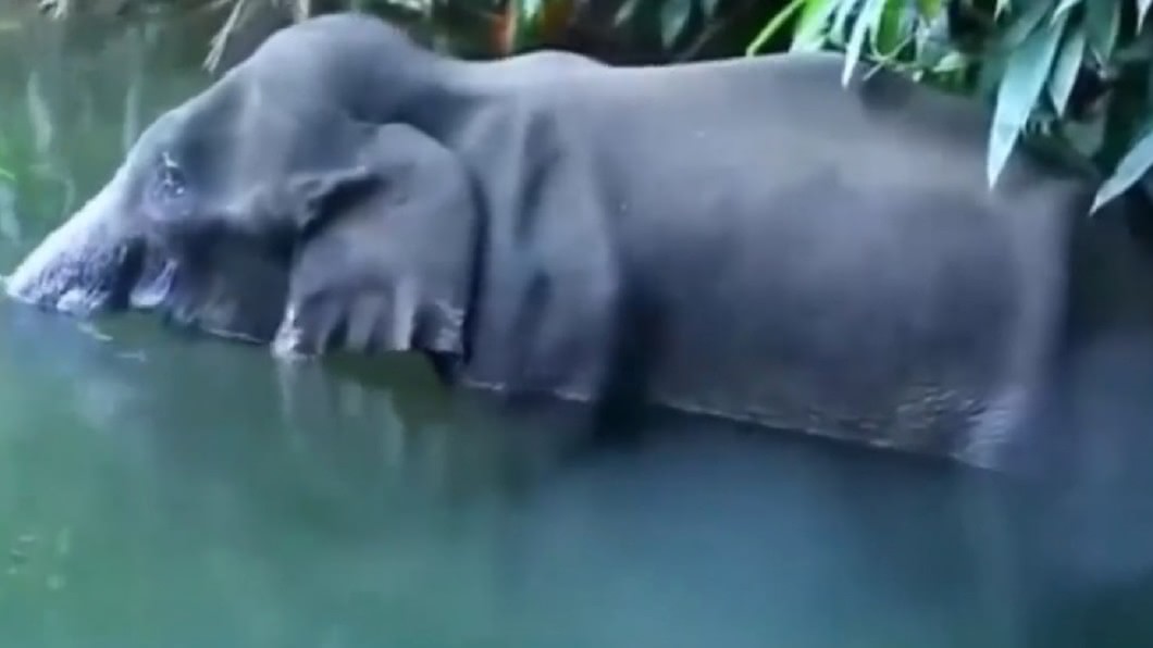 母象嘗試躲進溪流降溫，但傷重奄奄一息。（圖／Facebook Budding Beats India ）