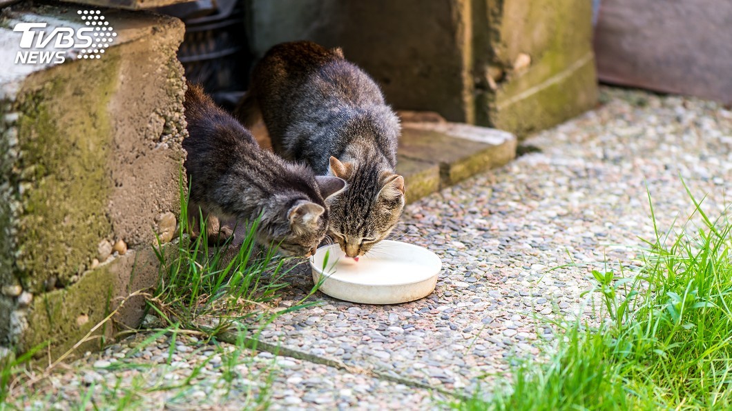 日本一名80多歲男性涉嫌用毒餌在「貓島」上大量殺貓。（示意圖／TVBS）