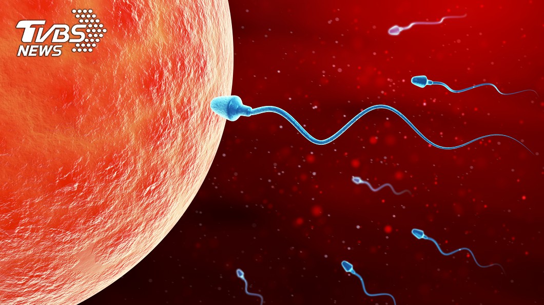 精子尋找卵子結合。（示意圖／TVBS）
