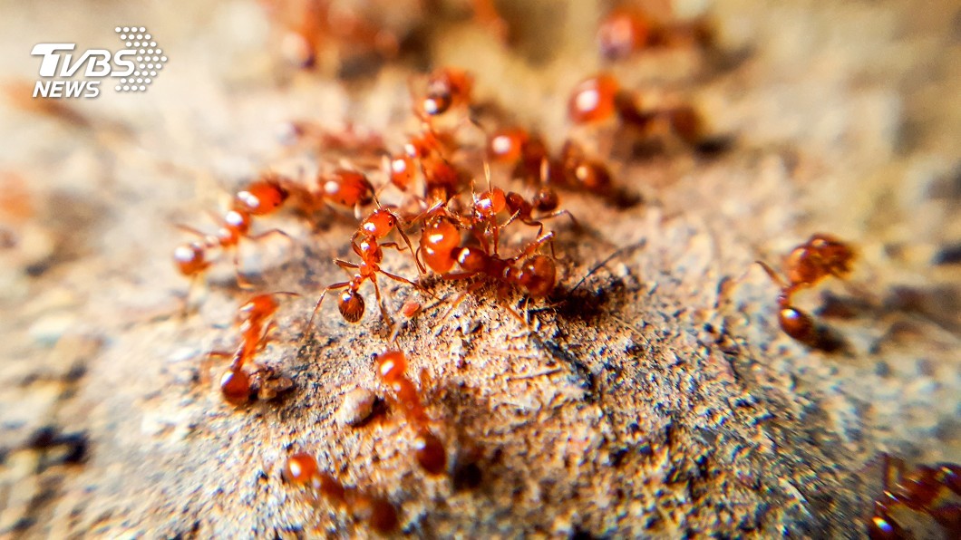 具有強力毒性的紅火蟻，若遭牠咬傷嚴重者恐會致命。（TVBS資料示意圖） 陸貨櫃抵橫濱港　夾帶300隻強毒紅火蟻含20「蟻后」