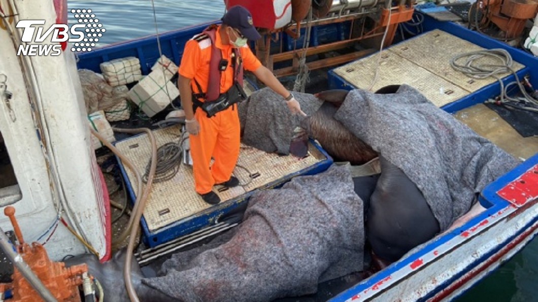 花蓮海域6月起有流刺網漁船捕獲到6隻罕見巨口鯊。（圖／海巡署第一二岸巡隊提供）