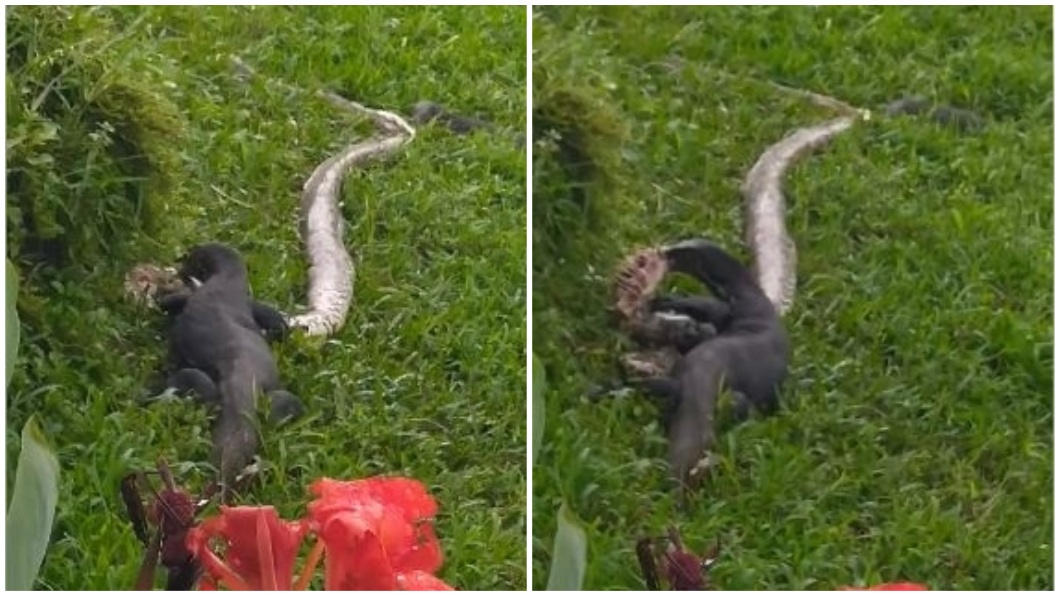 有男子目擊2隻巨蜥正在吞食1隻巨蟒的過程。（圖／翻攝自Nature Society（Singapore）臉書社團）