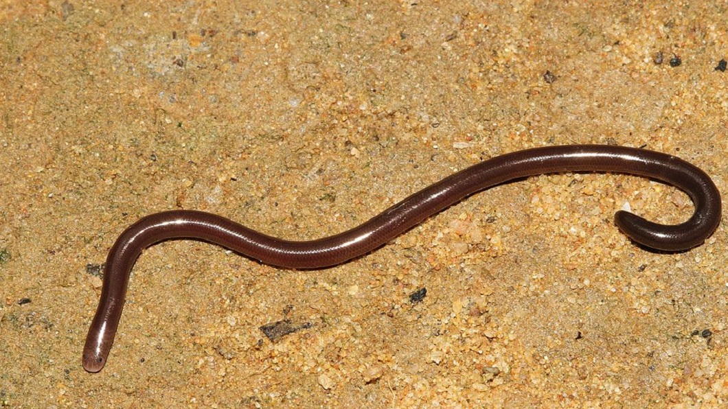這種看似蚯蚓的生物叫做盲蛇，是一種無毒的蛇種。（示意圖／翻攝自維基百科）
