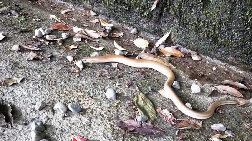 有網友登山時發現1條長相怪異的蛇，不知道牠叫什麼名字。（圖／翻攝自臉書社團「野生蛇相」）