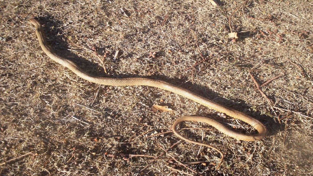 東部棕蛇是世界陸地蛇類中毒性第二強烈的蛇類。（圖／翻攝自維基百科） 遭世界第2毒蛇纏身　男以為被咬狂飆123公里奔醫院