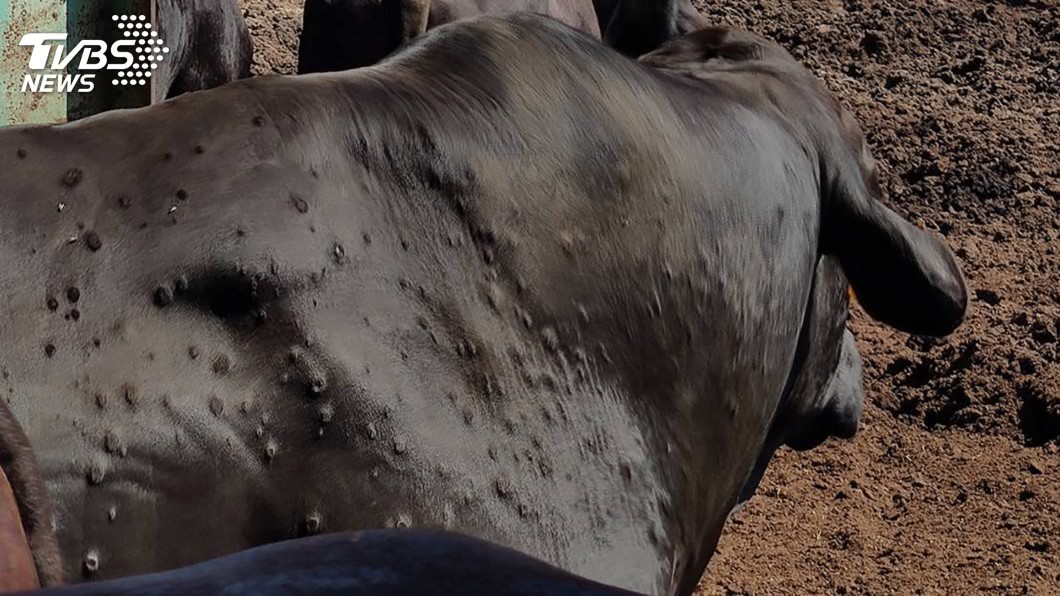 金門今增加4頭牛疑似感染牛結節疹，案例都已移動管制。（圖／農委會提供）