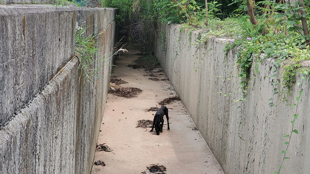 旗山有一隻黑色流浪犬受困大排水溝約一週，嚴重脫水瘦成皮包骨。（圖／台灣動物緊急救援小組提供）
