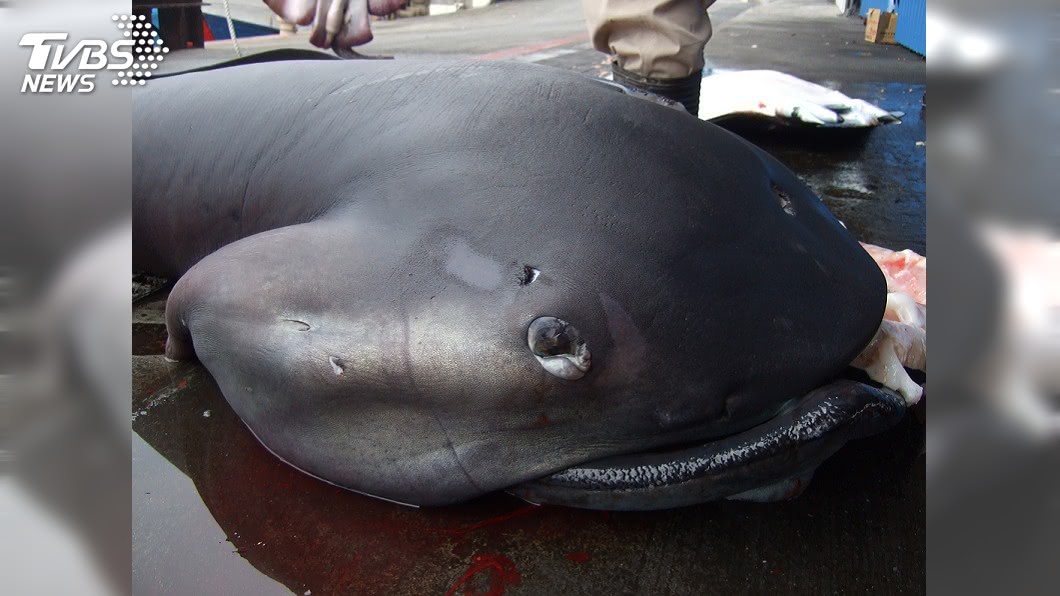 漁業署今天預告巨口鯊禁捕措施，最快9月下旬上路。（圖／漁業署提供）