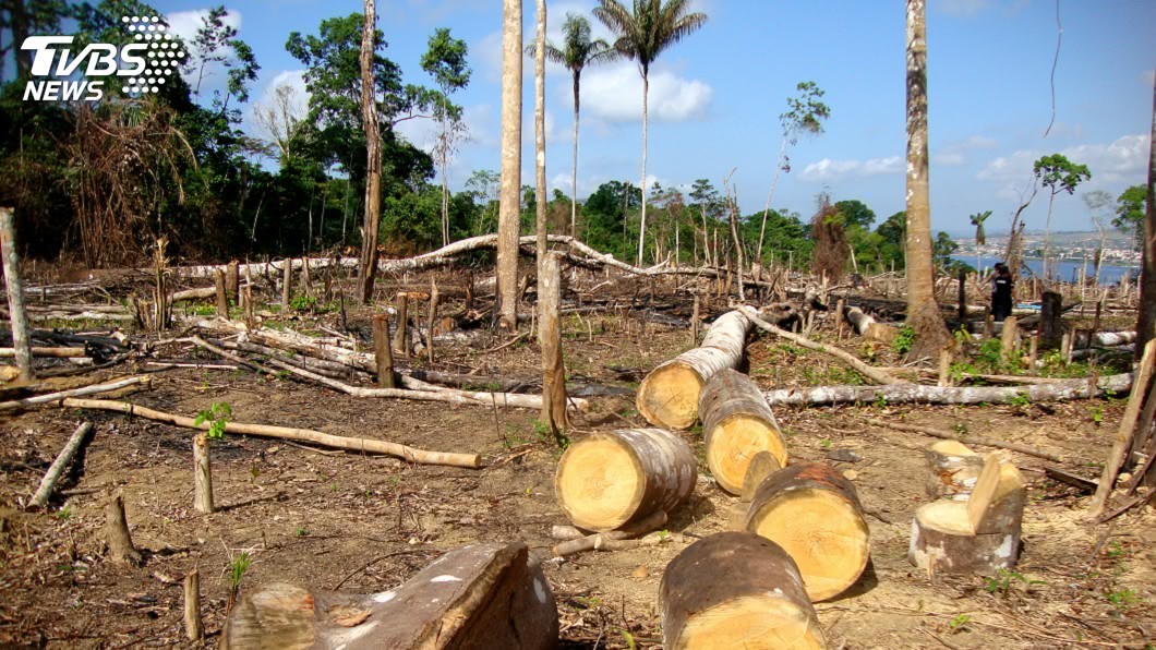 研究估計，在私人產業非法砍伐森林的巴西農牧生產，可能占出口歐盟的20%。（示意圖／TVBS）