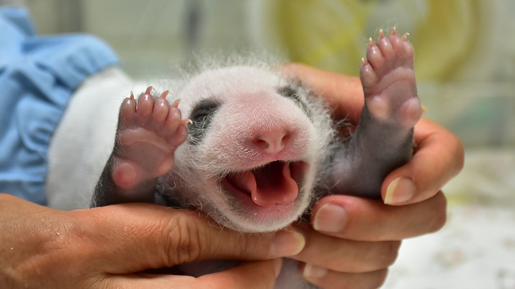 大貓熊寶寶出生19天，成長迅速又健康。（圖／台北市立動物園提供）