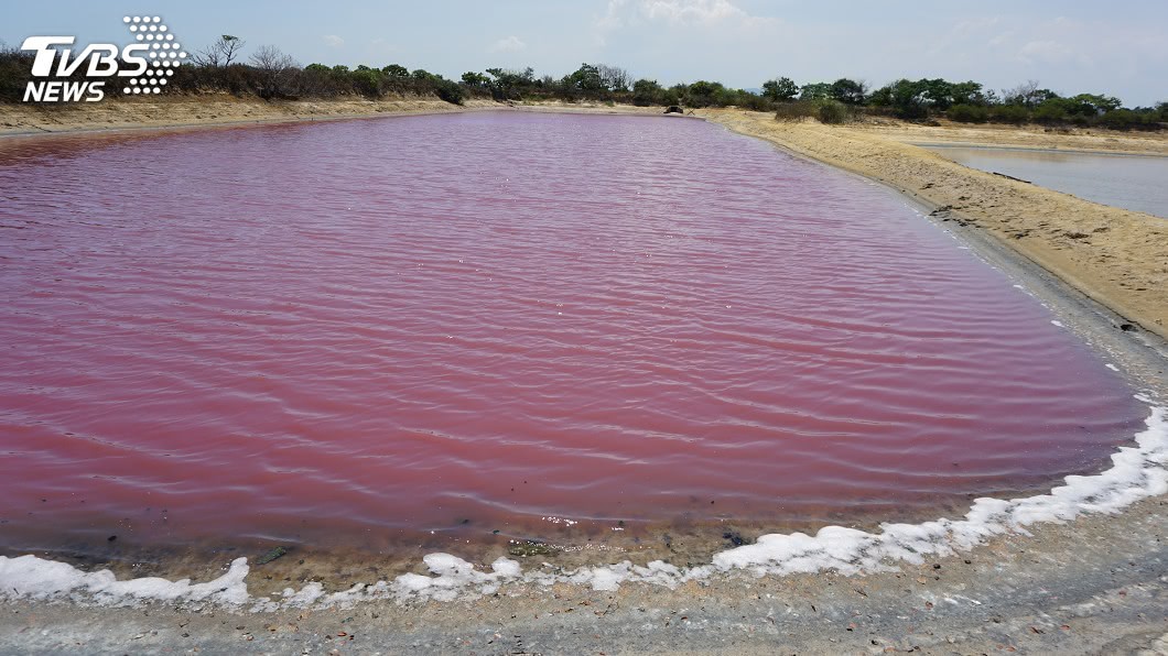 金門縣古寧頭雙鯉濕地附近養殖魚池變成粉紅色。（圖／中央社）