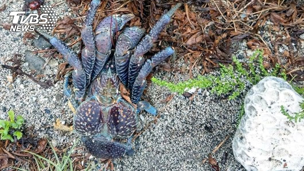 綠島一隻保育類椰子蟹身上被發現放了一顆拳頭大石頭。（圖／郭文信提供）