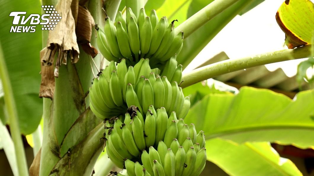 吃香蕉可以解便秘，營養師建議「綠色香蕉」效果更有效。（示意圖／shutterstock 達志影像） 「綠色」香蕉更有效？暢通效果翻倍不再為便秘所苦
