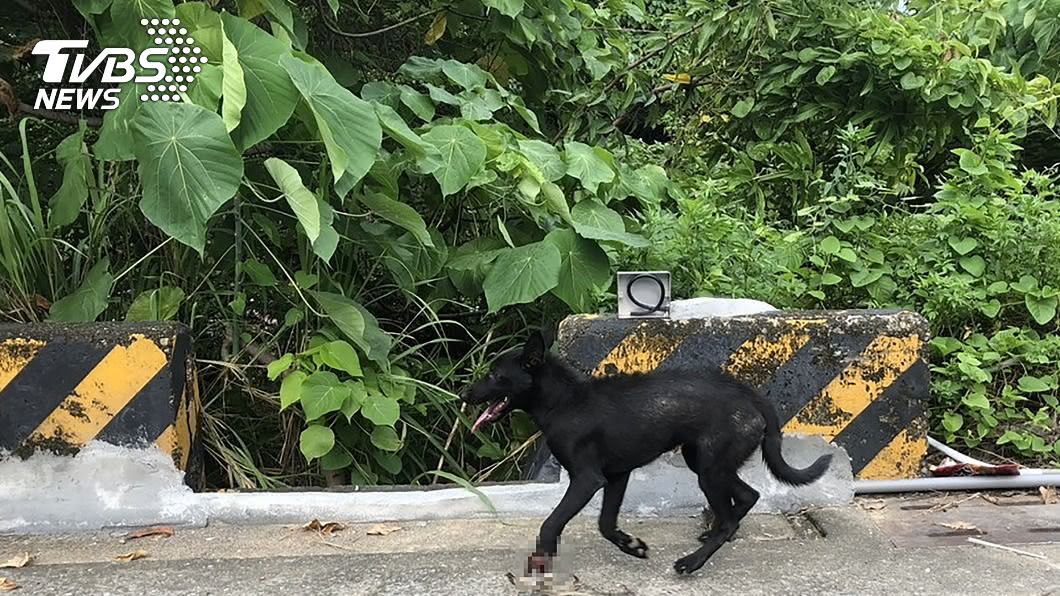 澄清湖風景區出現捕獸夾導致流浪犬受傷。（圖／台灣動物緊急救援小組提供）