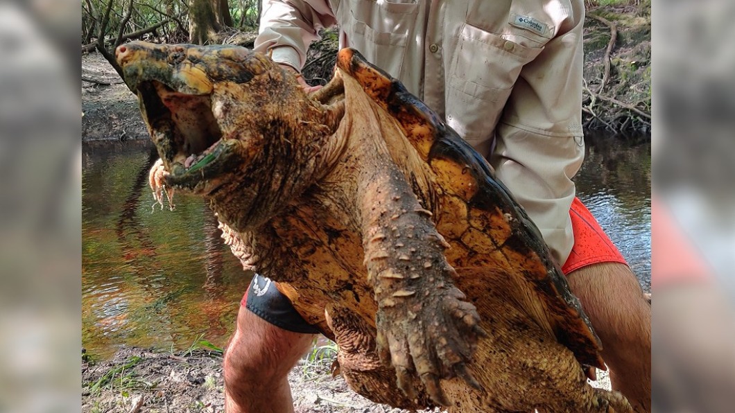 蘇旺尼鱷龜被稱為「烏龜界的恐龍」。（圖／翻攝自FWC Fish and Wildlife Research Institute臉書）