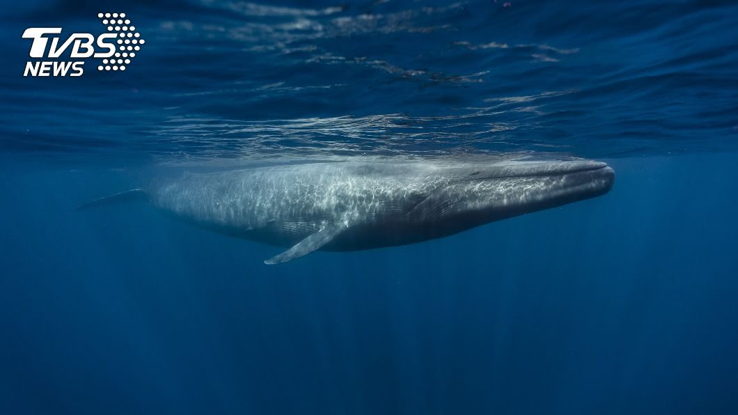 澳洲攝影師在雪梨近岸目睹藍鯨現身。（示意圖／shutterstock達志影像） 「海洋巨獸」現蹤跡！百年只見3次　藍鯨躍出雪梨海岸　