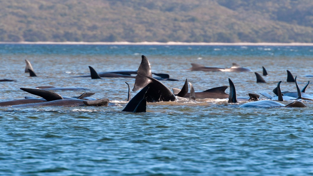 圖／達志影像美聯社 澳洲海岸470隻領頭鯨擱淺　半數已死亡 