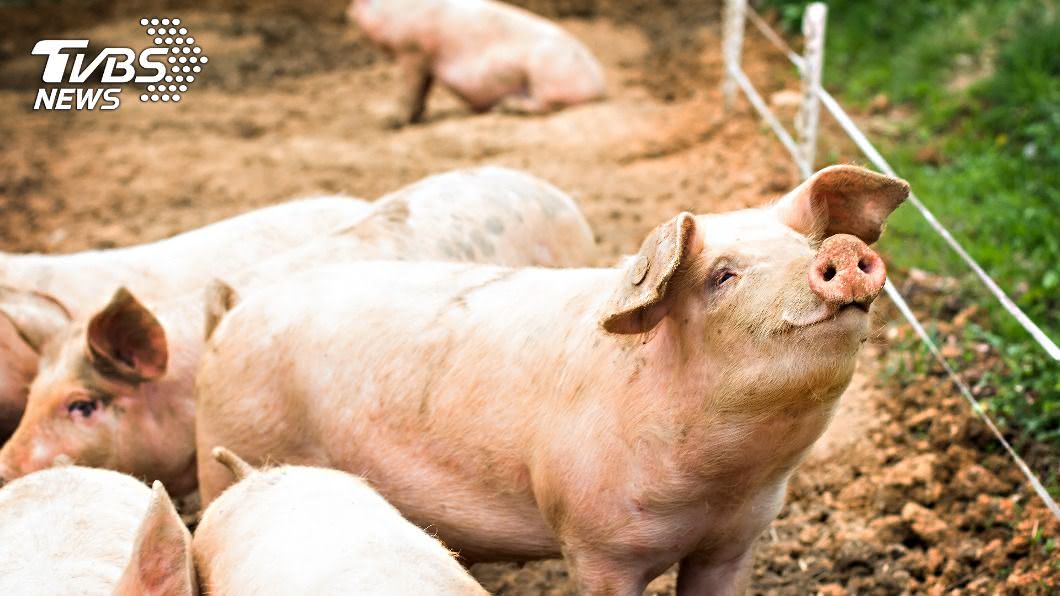日本群馬縣高崎市一座養豬場爆發豬瘟疫情。（示意圖／shutterstock達志影像）
