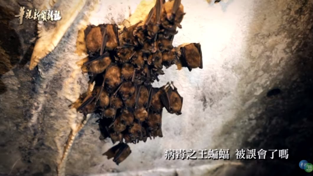2020第四屆全球華文永續報導獎，專業組短影片類優等，由中華電視公司「身在『蝠』中不知福？」